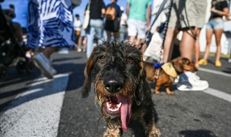 Hundebesitzer in Wien sollen beim Gassigehen mit ''Flascherl'' Urin wegspülen
