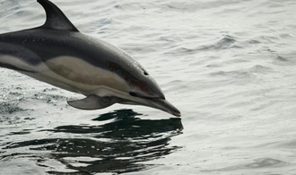 Nach Verlegung aus Freizeitpark in Südfrankreich: Delfin in Spanien verendet