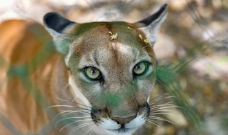 Mögliche Pumasichtung in Bayern: Weitere keine Nachweise von Raubkatze