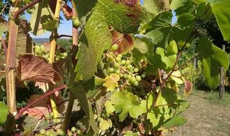 Unterdurchschnittliche Weinernte erwartet