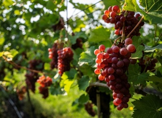 Deutsche Weinbaubetriebe erwarten höhere Weinernte als im letzten Jahr