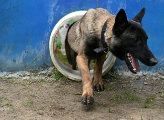 Hundehalterin in Hessen bei Rettungsaktion verletzt: Schmerzensgeld rechtens