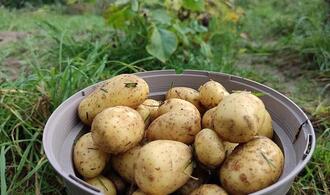 Niedrigere Ernte und deutliche Preissteigerungen bei Kartoffeln