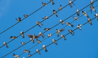Mehlschwalbe zum Vogel des Jahres 2027 gewählt