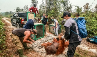 Tierschützer retten dutzende Orang-Utans vor Waldbränden in Indonesien