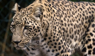 Tierpflegerin stirbt nach Leoparden-Angriff in niederländischem Zoo