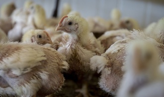 Dänischer Tierschutzminister will sich für Verbot von ''Turbo-Hähnchen'' einsetzen