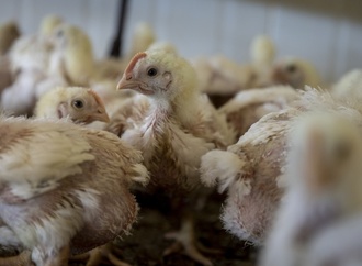 Dänischer Tierschutzminister will sich für Verbot von ''Turbo-Hähnchen'' einsetzen