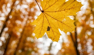 Wetterbilanz: Oktober war golden - aber auch überdurchschnittlich nass