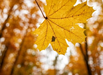 Wetterbilanz: Oktober war golden - aber auch überdurchschnittlich nass